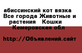 абиссинский кот вязка - Все города Животные и растения » Кошки   . Кемеровская обл.